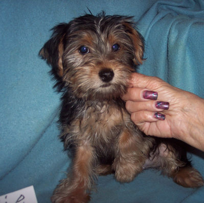 YORKSHIRE TERRIER BOY #3 BORN MARCH 10 TH . OUR BOY WILL BE A FAMILY SIZE YORKIE. $800.00