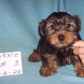 YORKSHIRE TERRIER BOY    #3   SALE PRICED $600.00   BORN 2-2-26