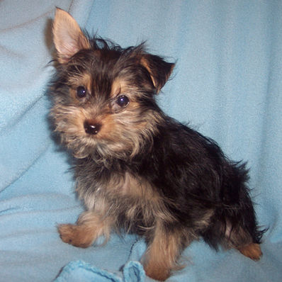 YORKIE MIX BOY #2 BORN MARCH 28TH $500.00