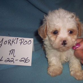 YORKI POO BOY VERY TINY !! BORN 4-22-26 $800.00