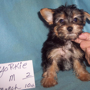 YORKSHIRE TERRIER BOY #2 BORN MARCH 10TH $1100.00