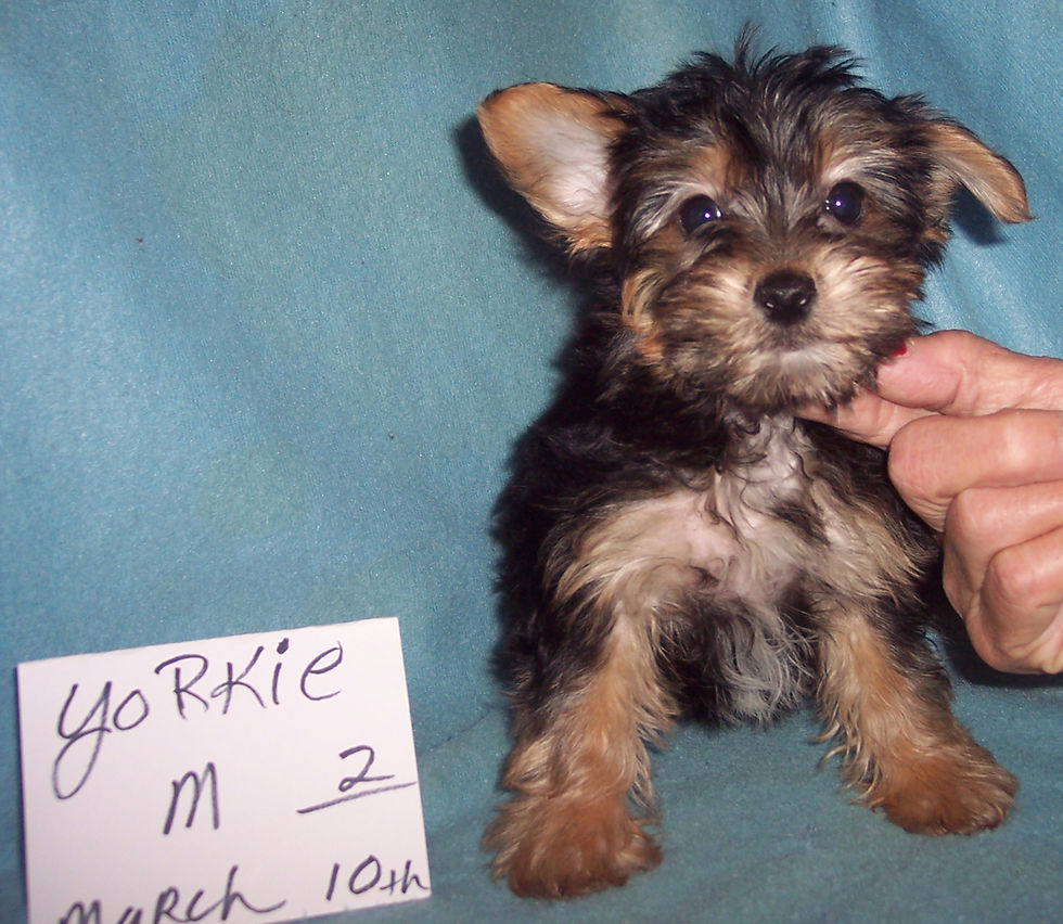 SMALLER SIZE ADULT
