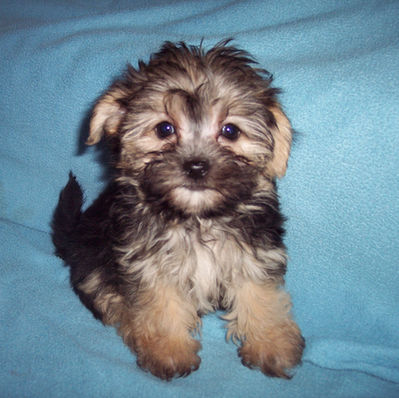 MORKIE BOY      $800.00
