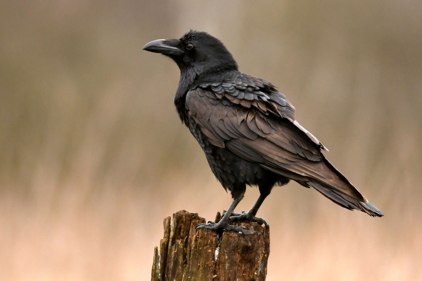 Gulbė nebylė ir paprastasis nykštukas