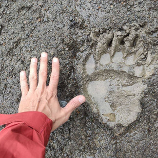 Pėdsekystė: kaip pamatyti nematomą?