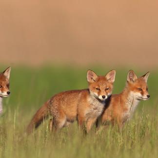 Pėdsekystė: kaip pamatyti nematomą?
