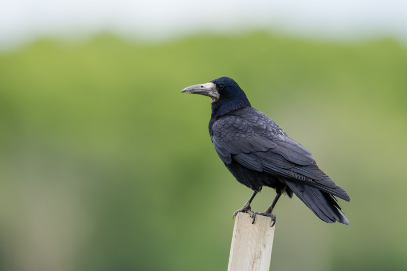 Gulbė nebylė ir paprastasis nykštukas