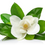 Прев'ю: МАГНОЛІЯ біла absolute (Michelia alba)