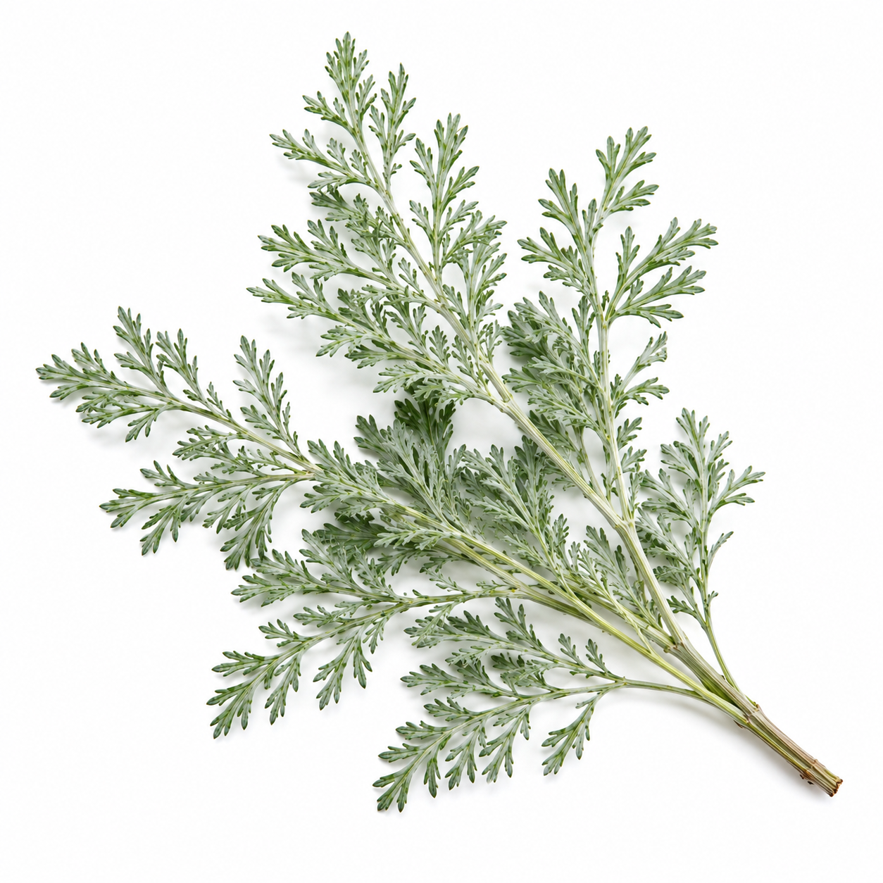 ПОЛИН ЛІКУВАЛЬНИЙ (Artemisia abrotanum) 3гр 1:1