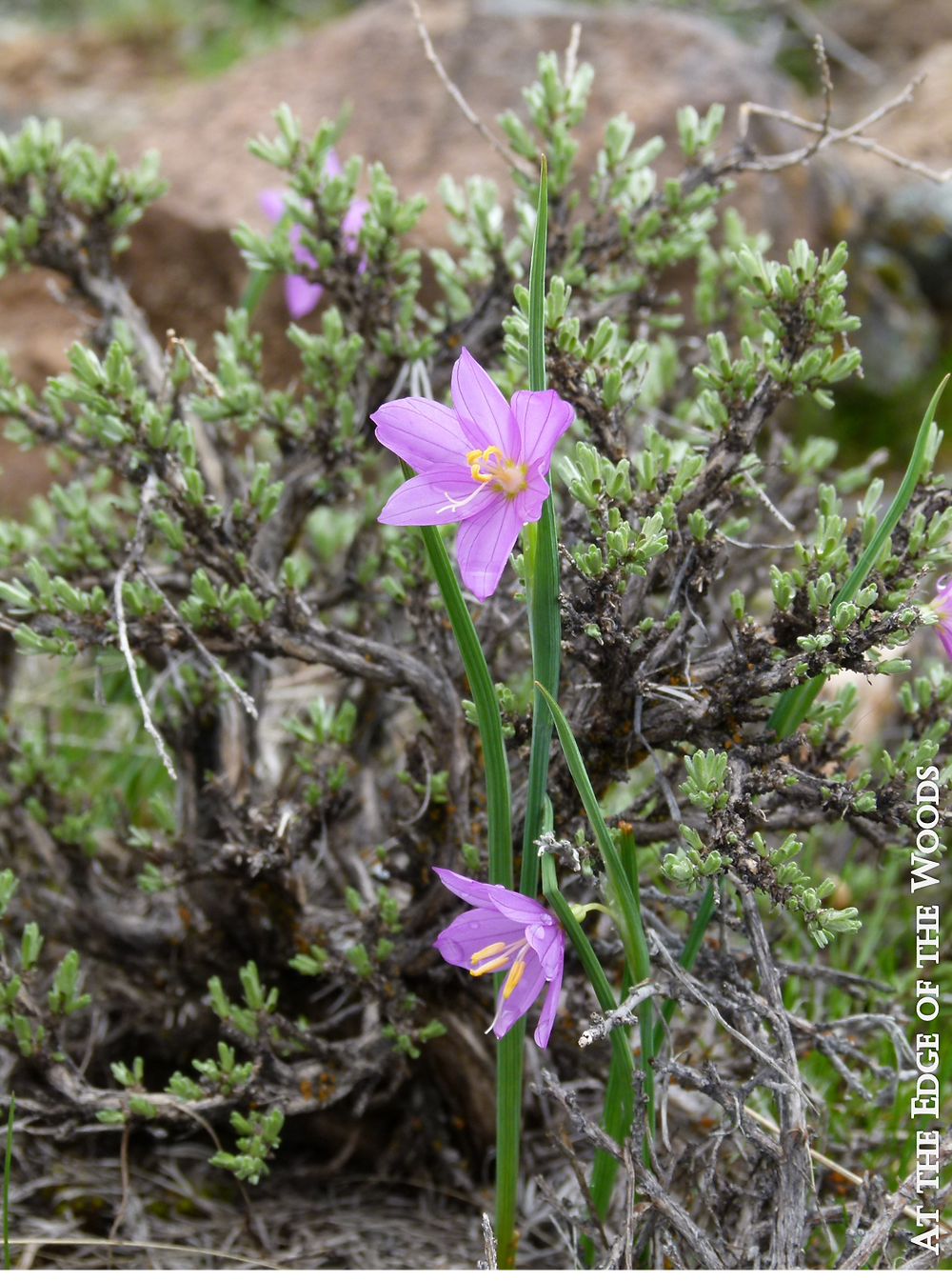 Grass Widow blooms