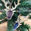 Thumbnail: Jura Tartan Stag Head Decoration