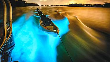 Indian River Lagoon - Bioluminescent Glow - Gulfshore.png