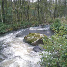 Löftaån – A Living River