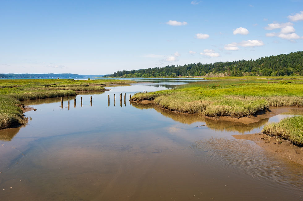 Theler Wetlands Nature preserve - Belfair Washington State .jpeg