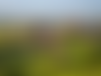 🍇 Vindima em Piemonte: Uma Experiência Sensorial no Coração da Itália