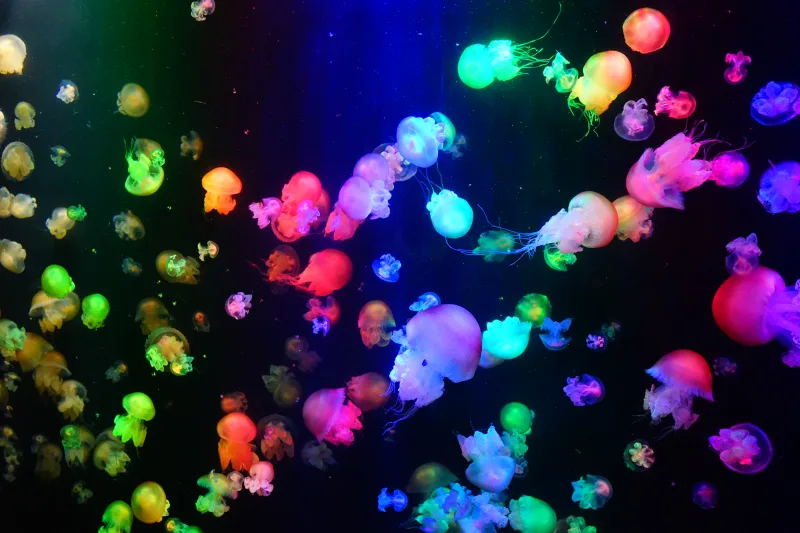 Agua viva no Kamo Aquarium