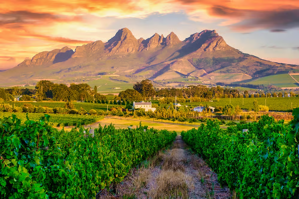 Vinhedos de Stellenbosch