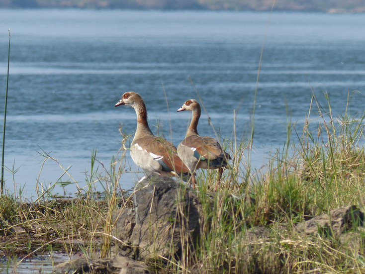 Egyptian geese