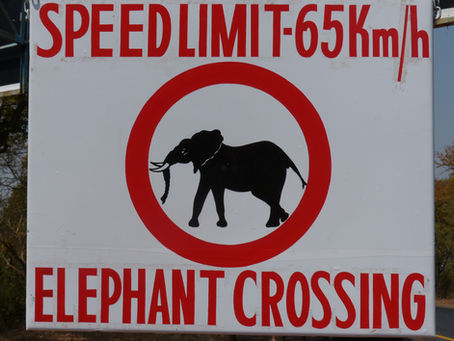 A Family Reunion Across Zambia, A Journey of Home, Wildlife, and Heart -Trip to Zambia