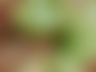 Chou farci Stuffed cabbage