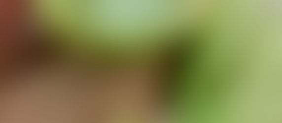 Chou farci Stuffed cabbage