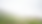 Purple flowers in a misty green field