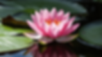 lotus 8.jpeg