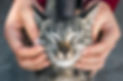 Cat and Small Animal Pet Visits