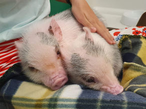 Visiting Mipig Cafe in Japan? Here are 5 things to know!