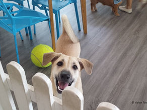 Why we went to pet café Ménage Café and loved it (though we have no dog)