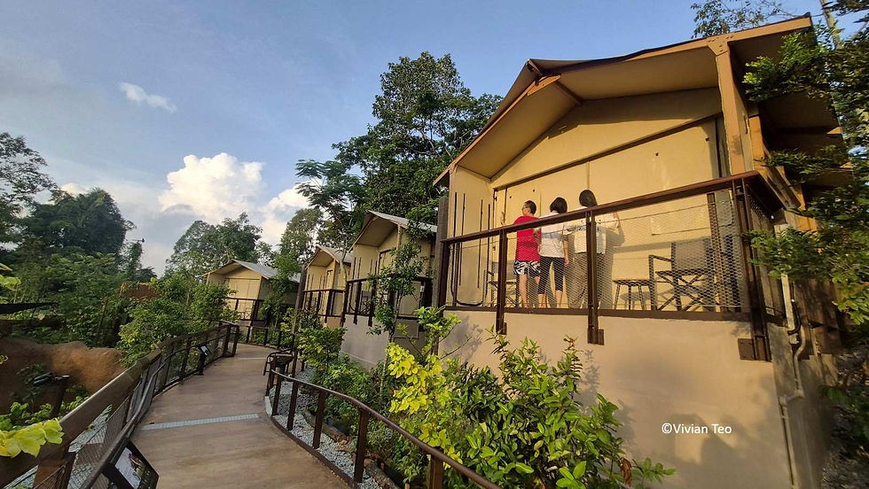 (Part 1) We went glamping at the new Crocodile Lodge at Mandai Wildlife Reserve! Here's our wild family adventure