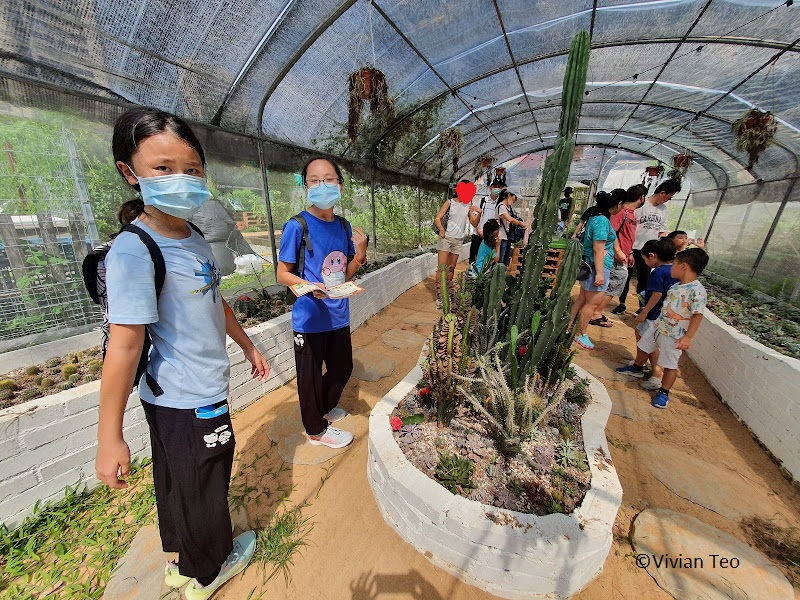 Little Farm Explorers urban farm tour sprouts hub Singapore Redhill kids activities cactus cacti