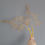 Thumbnail: Fern