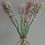 Thumbnail: Lavender