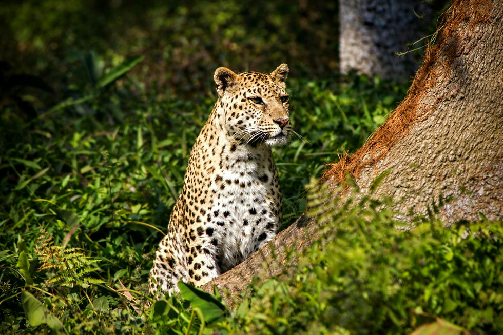 Sri Lankan leopard resting beside a tree in Yala National Park during a wildlife safari.