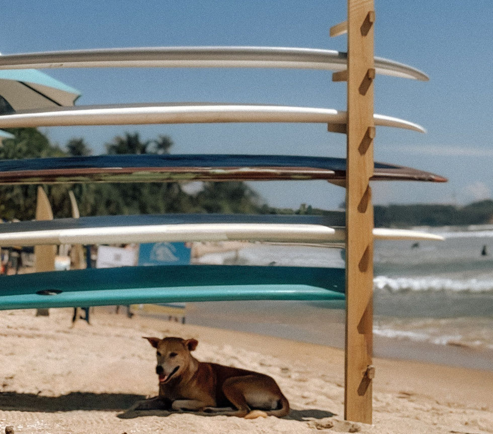Colourful surfboards stored beside a sandy beach with a local dog resting underneath on Sri Lanka's south coast.