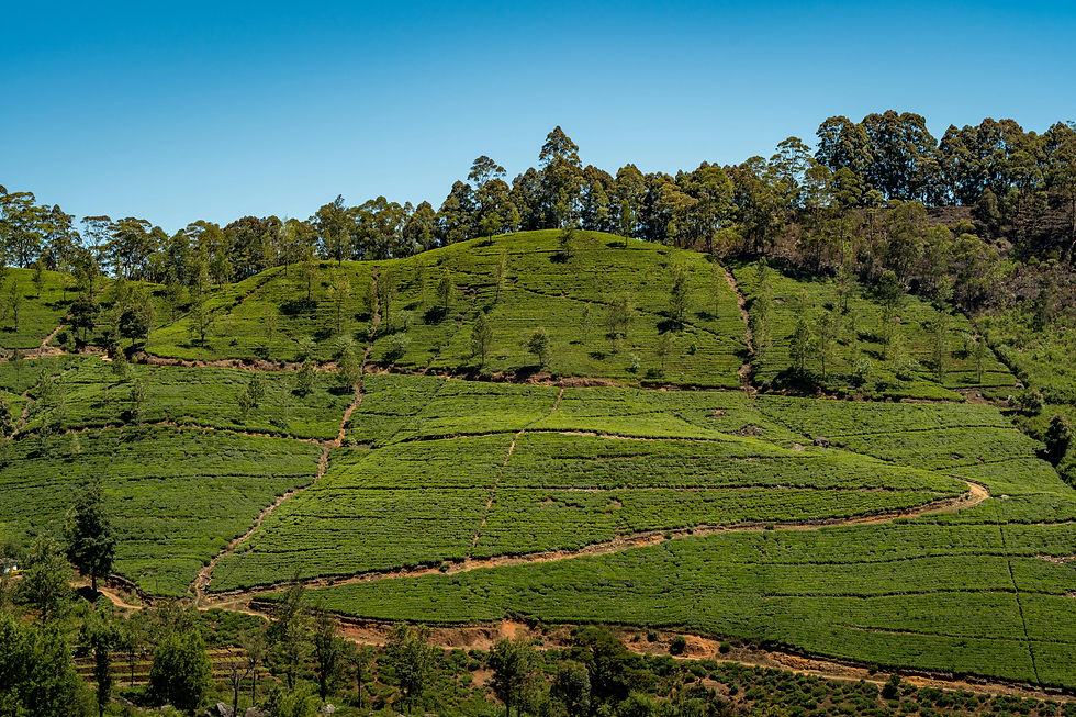 Rolling green tea plantations in Sri Lanka's hill country near Nuwara Eliya under a clear blue sky.