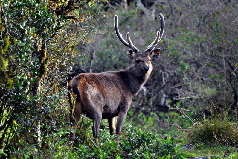 Wild sambar deer standing in the forests of Sri Lanka