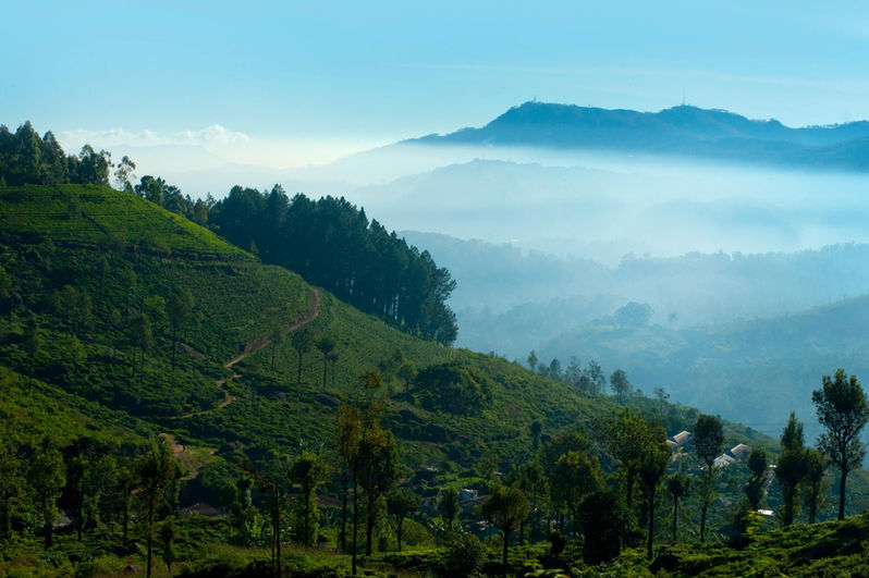 Misty tea plantation hills in Sri Lanka with layered green mountains and soft morning light.