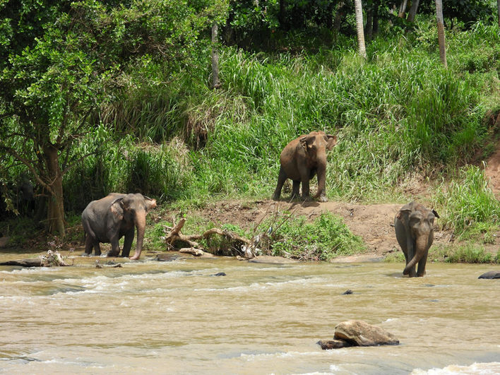 Wild boars foraging in a national park in Sri Lanka
