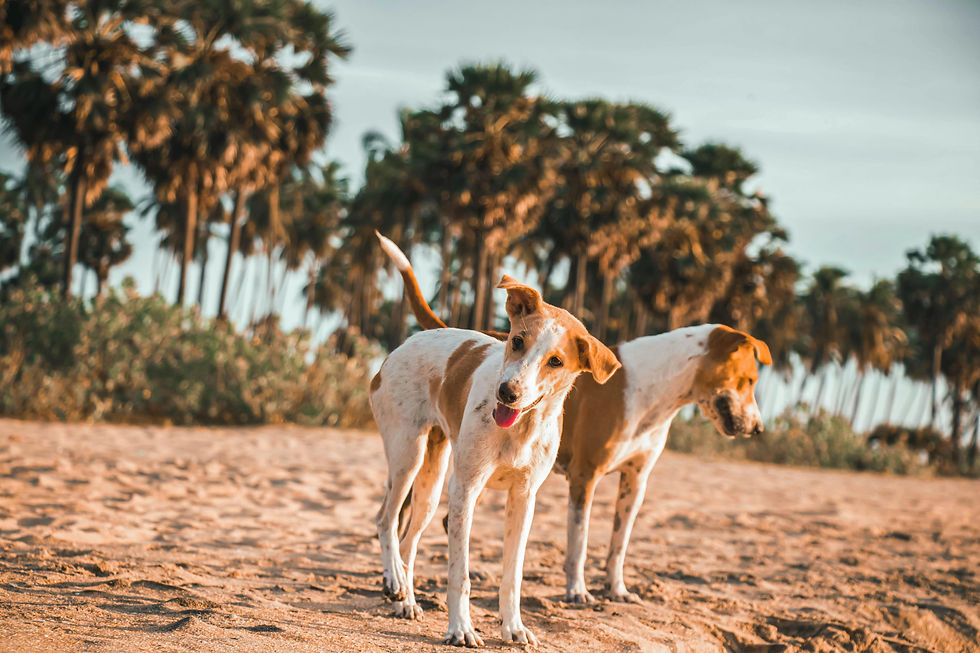 Two stray dogs walking on a sandy beach lined with palm trees on Sri Lanka's tropical coast