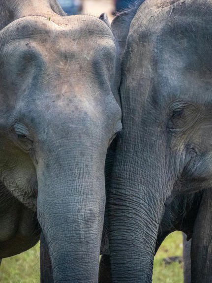 Wild elephants during a safari experience in Sri Lanka