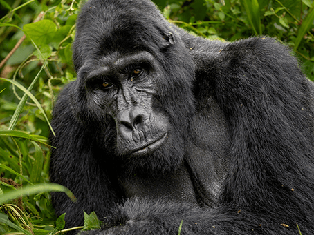 find a gorilla family