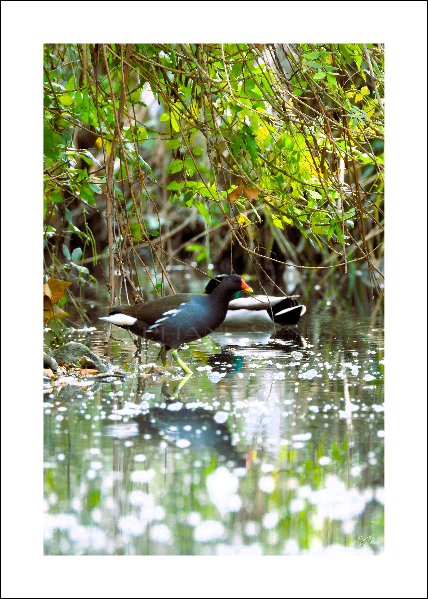 La Gallinule poule-d'eau