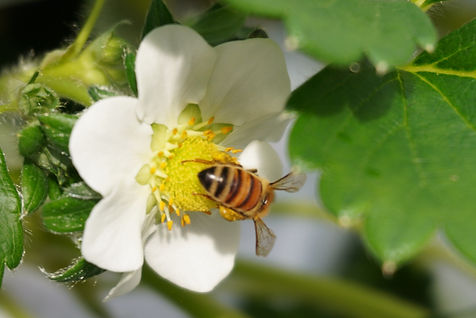 岡山県津山市で野菜・果物の生産と販売をしているKSファ��ーム ラッコルタの岡山県産 晴苺・いちご・苺