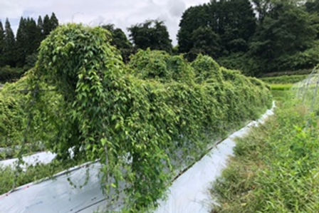 岡山県津山市で野菜・果物の生産と販売をしているKSファーム ラッコルタの岡山県久米産 自然薯