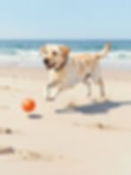 Cartoon Rufus chasing a red ball.
