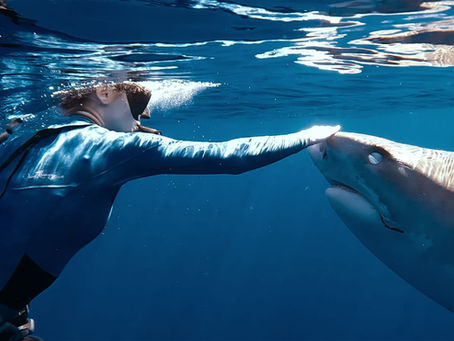 'Shark Whisperer' Review: An Magical Underwater Tale