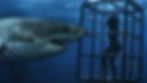 Great white shark approaches a person in a metal cage underwater, creating a tense scene.