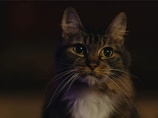 'Don't Let the Cat Out' Review: Grief, Gore, and Comedy in a Wild Halloween Horror